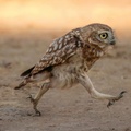 Comedy Wildlife Photography Awards 00001197 p